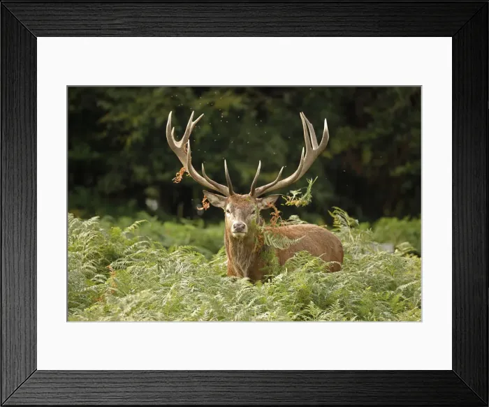 Framed Print : Picture No. 12009387 Framed Print : Picture No. 12009387