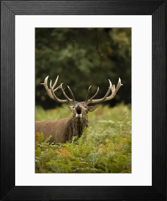 Framed Print : Picture No. 12009386 Framed Print : Picture No. 12009386