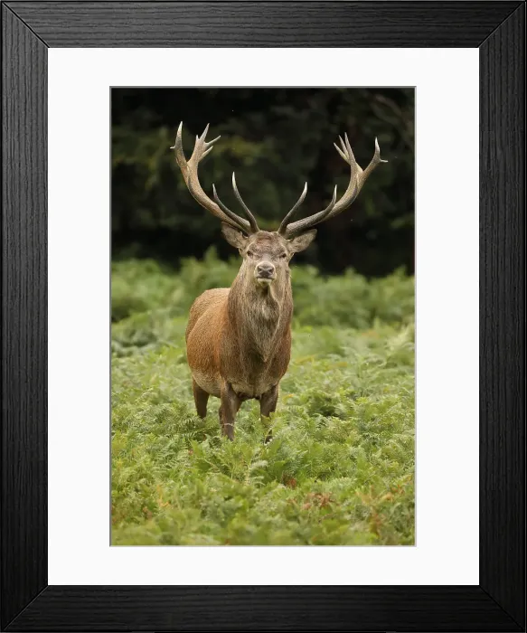 Framed Print : Picture No. 12009388 Framed Print : Picture No. 12009388