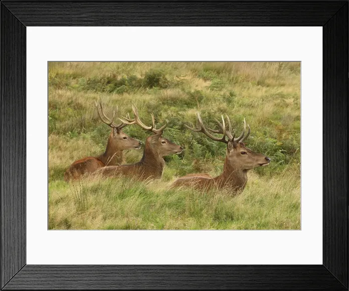 Framed Print : Picture No. 12009390 Framed Print : Picture No. 12009390