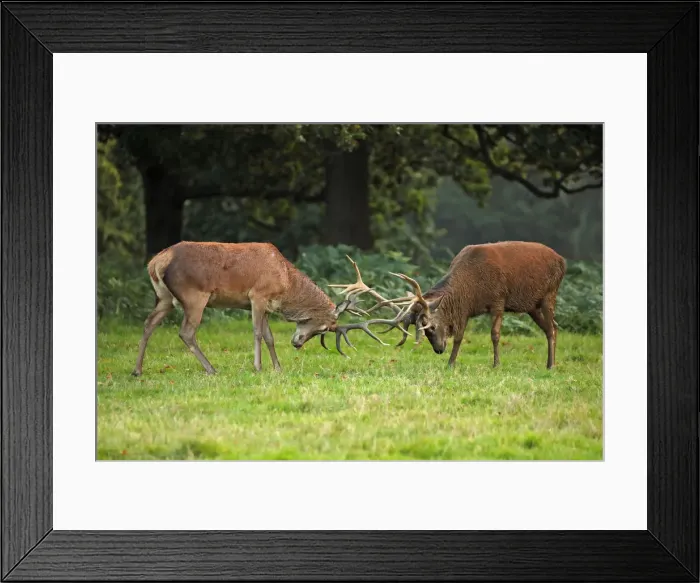 Framed Print : Picture No. 12009391 Framed Print : Picture No. 12009391