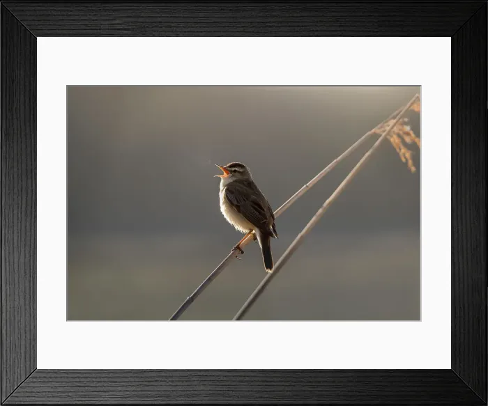 Framed Print : Picture No. 12010242 Framed Print : Picture No. 12010242