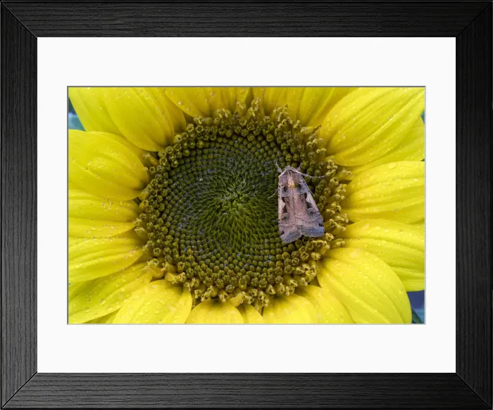 Framed Print : Picture No. 12010243 Framed Print : Picture No. 12010243