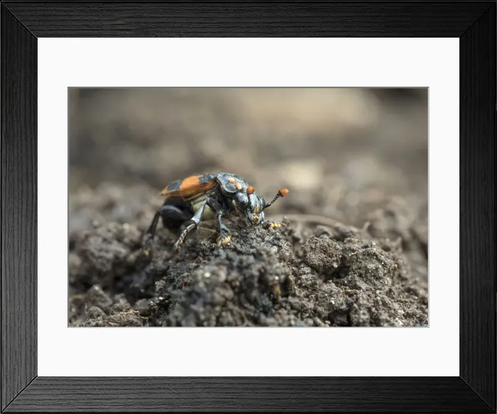 Framed Print : Picture No. 12010244 Framed Print : Picture No. 12010244