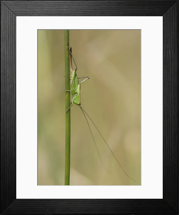Framed Print : Picture No. 12010245