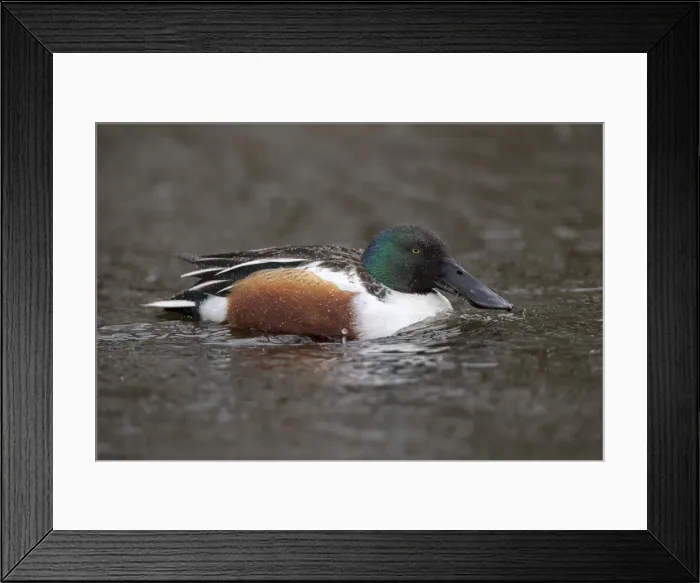 Framed Print : Picture No. 12010246 Framed Print : Picture No. 12010246