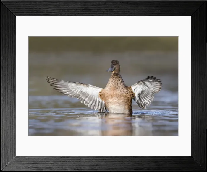 Framed Print : Picture No. 12010248 Framed Print : Picture No. 12010248