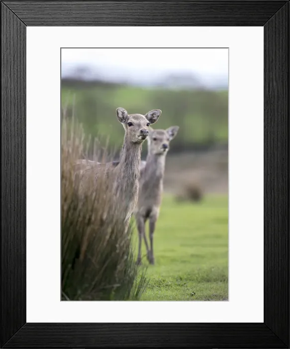 Framed Print : Picture No. 12010249 Framed Print : Picture No. 12010249
