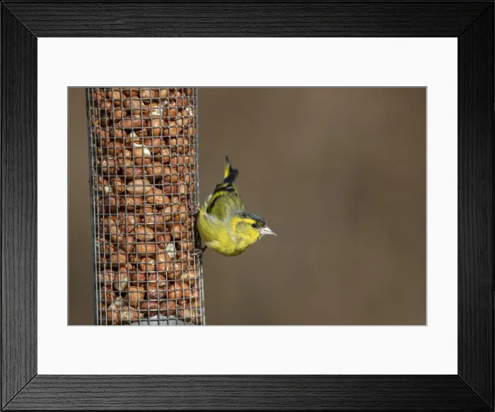 Framed Print : Picture No. 12010250 Framed Print : Picture No. 12010250
