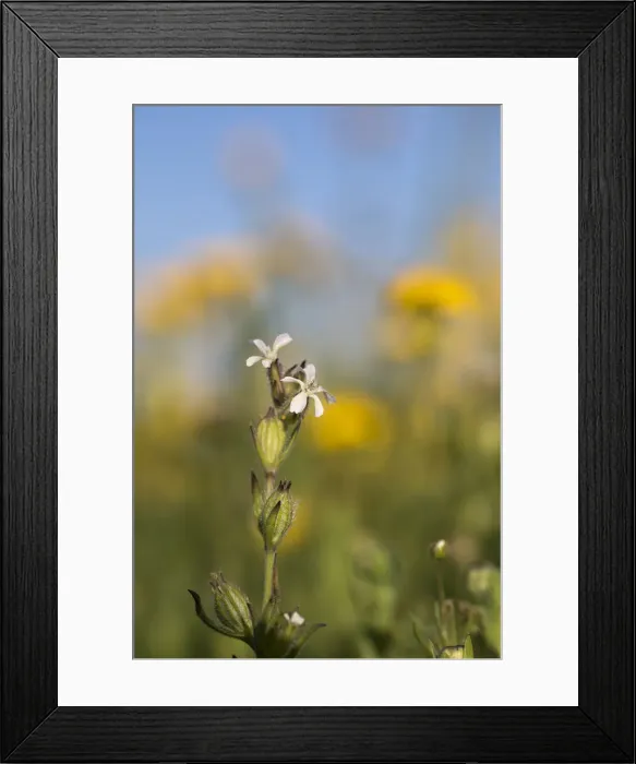 Framed Print : Picture No. 12010251 Framed Print : Picture No. 12010251
