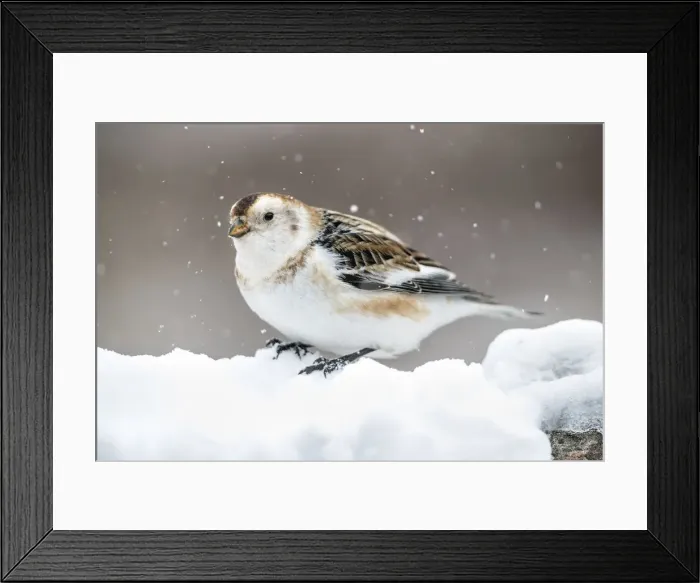 Framed Print : Picture No. 12010252 Framed Print : Picture No. 12010252