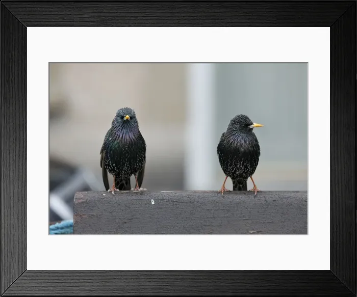 Framed Print : Picture No. 12010256 Framed Print : Picture No. 12010256