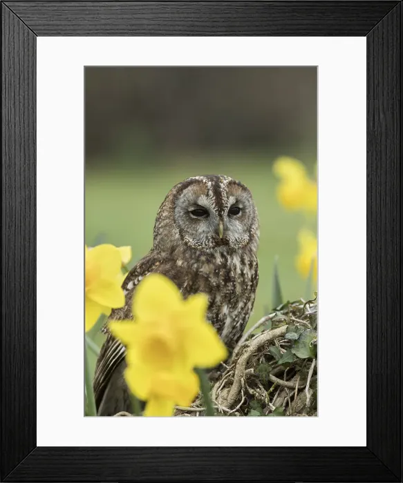 Framed Print : Picture No. 12010257 Framed Print : Picture No. 12010257