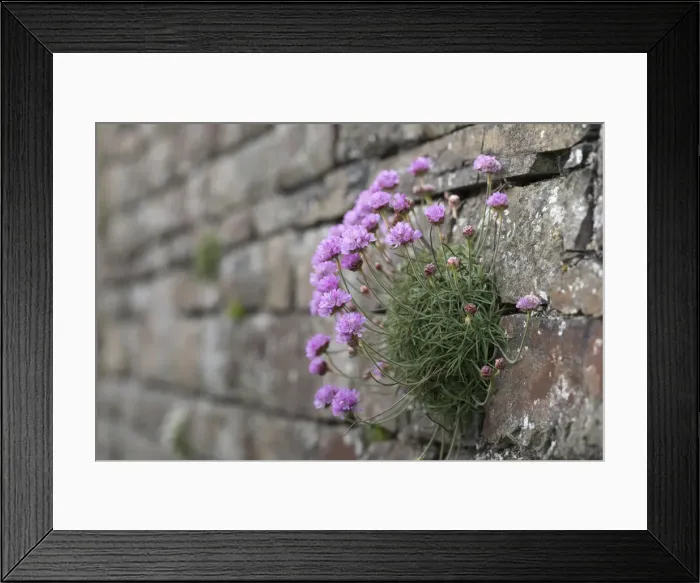 Framed Print : Picture No. 12010258 Framed Print : Picture No. 12010258