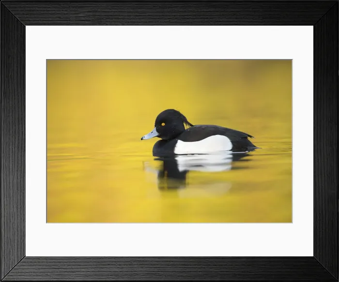 Framed Print : Picture No. 12010259 Framed Print : Picture No. 12010259