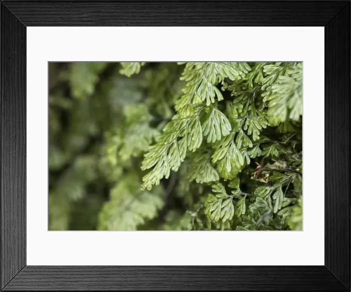 Framed Print : Picture No. 12010260 Framed Print : Picture No. 12010260