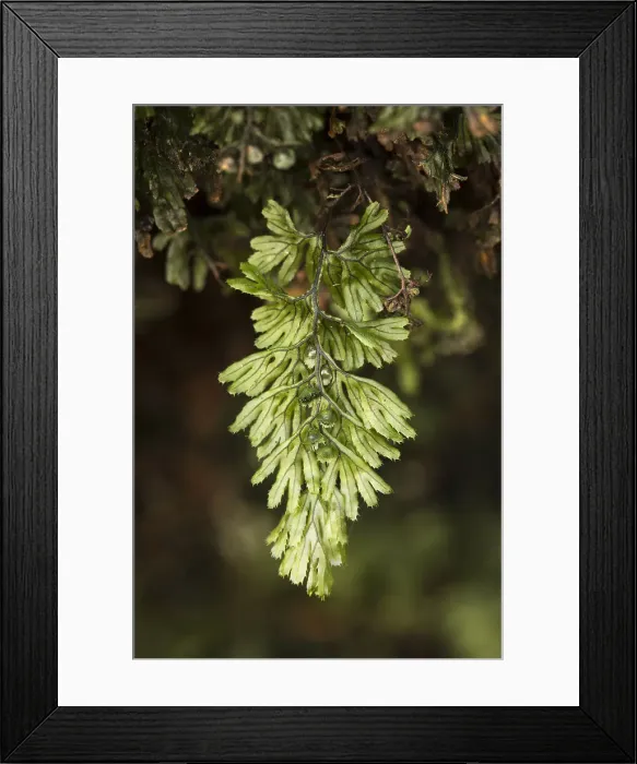 Framed Print : Picture No. 12010261 Framed Print : Picture No. 12010261
