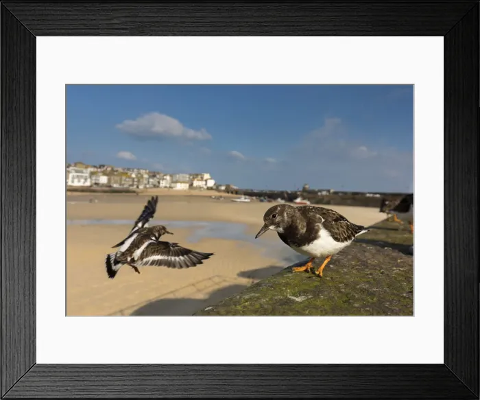 Framed Print : Picture No. 12010262 Framed Print : Picture No. 12010262