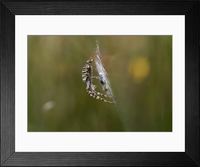 Framed Print : Picture No. 12010263 Framed Print : Picture No. 12010263