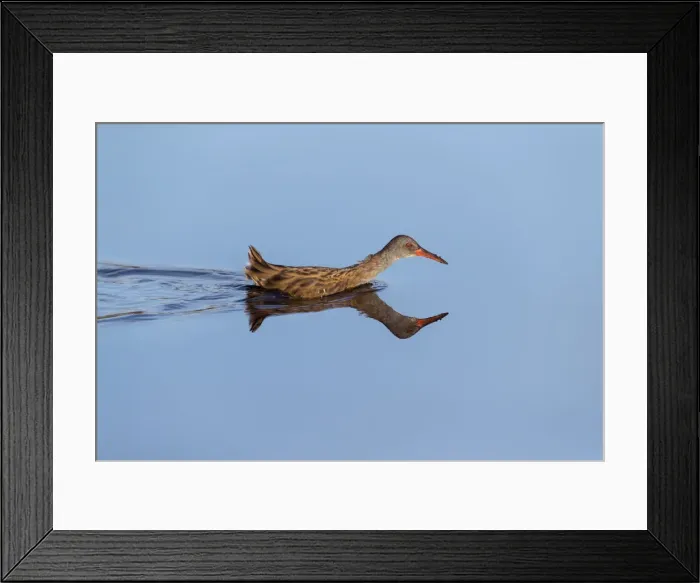 Framed Print : Picture No. 12010265 Framed Print : Picture No. 12010265