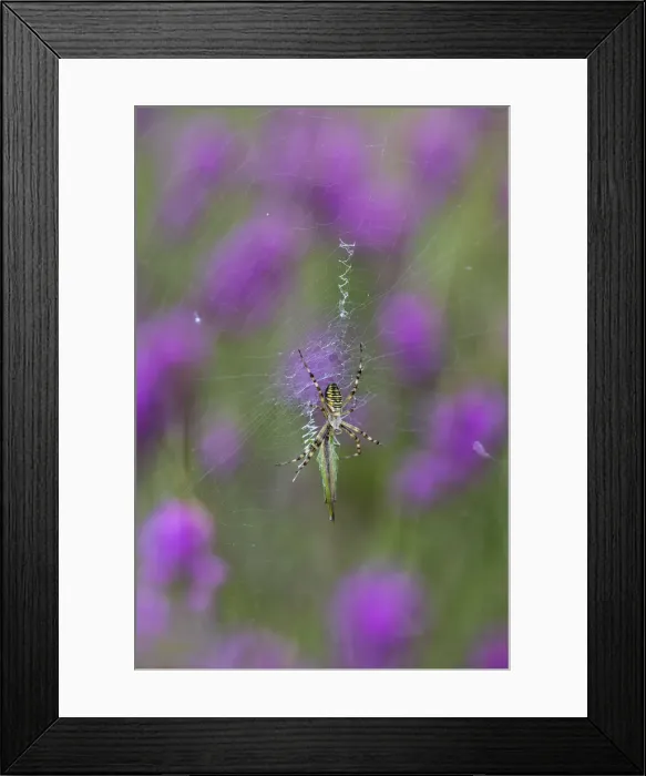 Framed Print : Picture No. 12010264 Framed Print : Picture No. 12010264