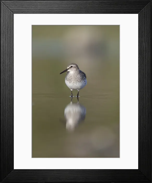 Framed Print : Picture No. 12010266 Framed Print : Picture No. 12010266