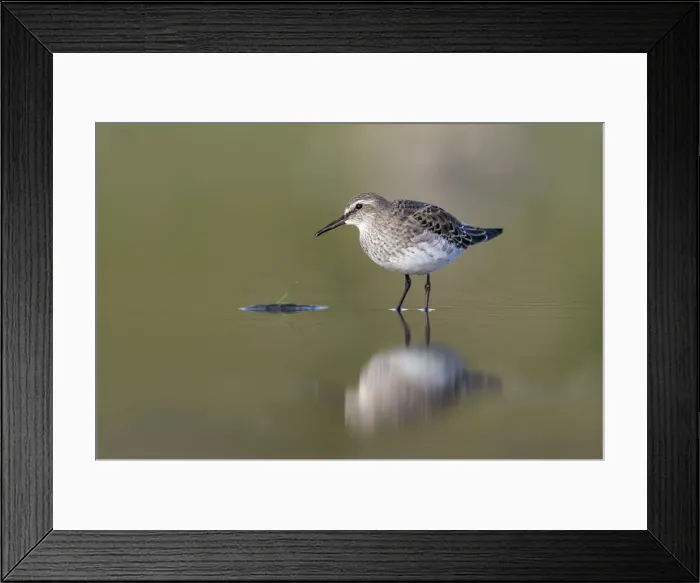 Framed Print : Picture No. 12010267 Framed Print : Picture No. 12010267