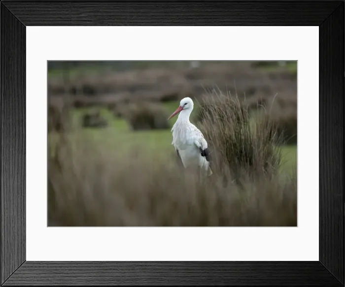Framed Print : Picture No. 12010268 Framed Print : Picture No. 12010268