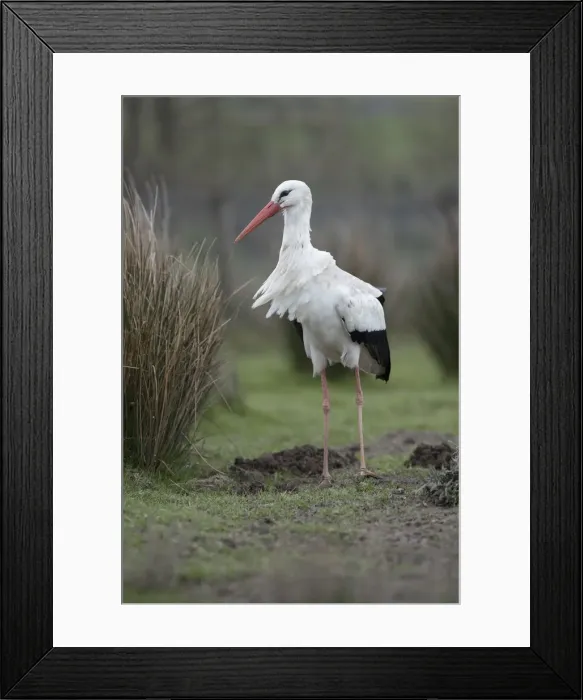Framed Print : Picture No. 12010269 Framed Print : Picture No. 12010269