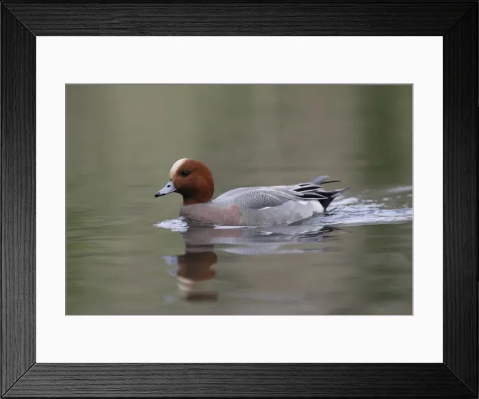 Framed Print : Picture No. 12010270 Framed Print : Picture No. 12010270
