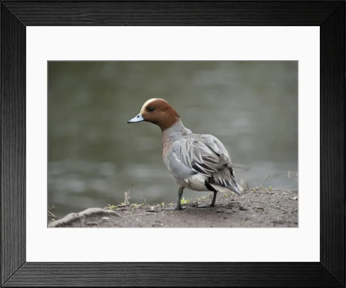 Framed Print : Picture No. 12010271 Framed Print : Picture No. 12010271