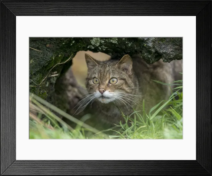Framed Print : Picture No. 12010272 Framed Print : Picture No. 12010272