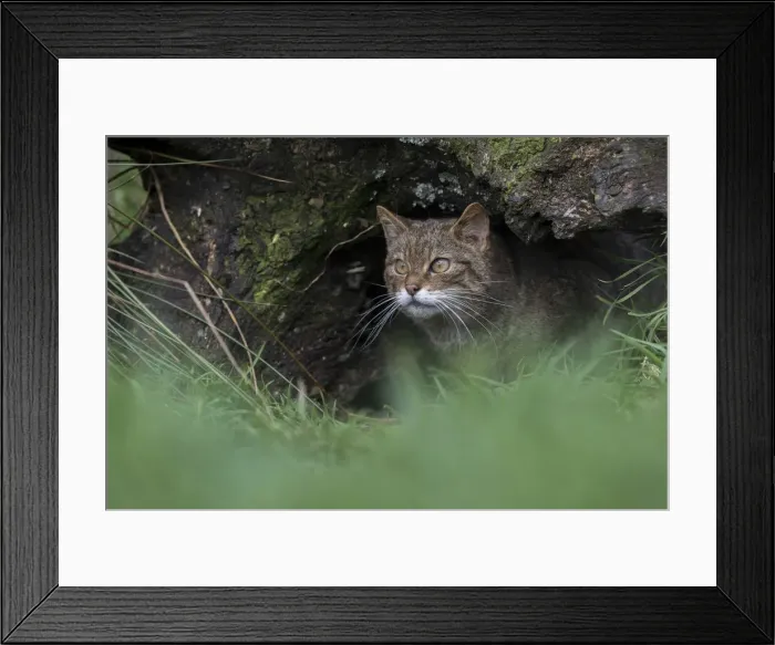 Framed Print : Picture No. 12010273