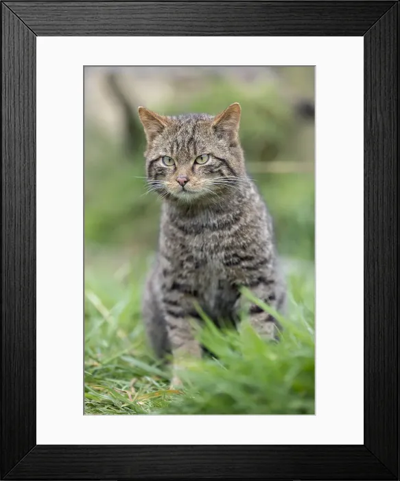 Framed Print : Picture No. 12010274 Framed Print : Picture No. 12010274