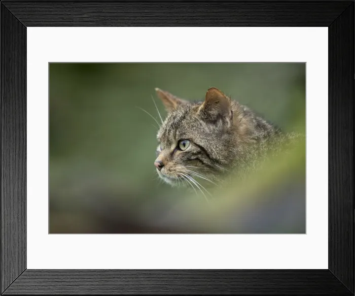 Framed Print : Picture No. 12010275 Framed Print : Picture No. 12010275