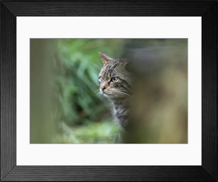 Framed Print : Picture No. 12010276