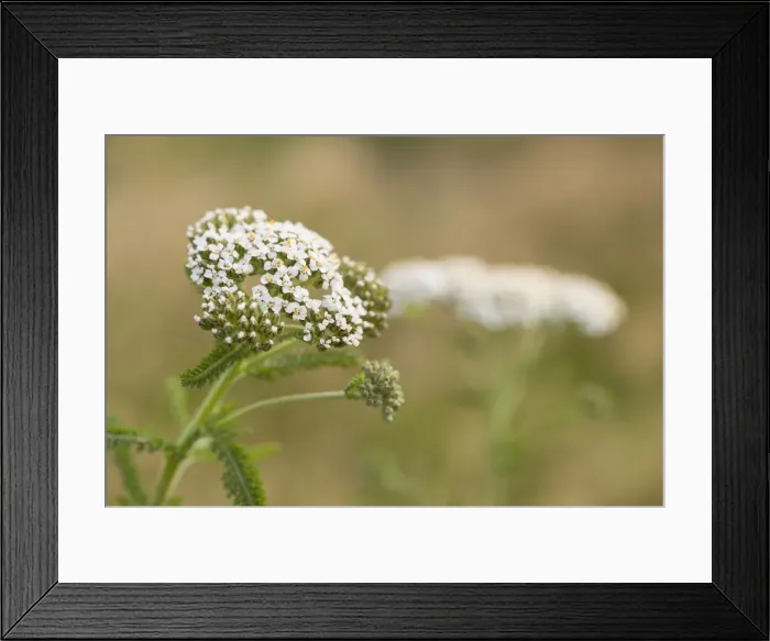 Framed Print : Picture No. 12010277 Framed Print : Picture No. 12010277
