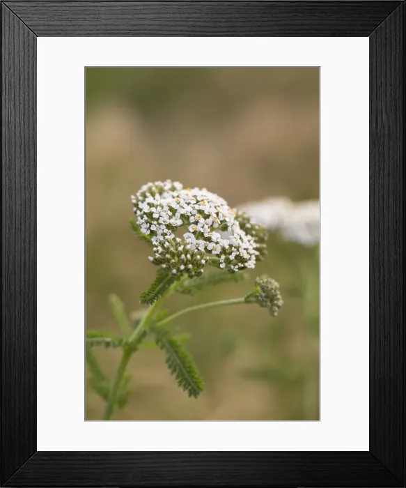 Framed Print : Picture No. 12010278 Framed Print : Picture No. 12010278