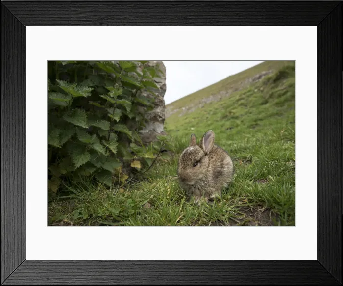 Framed Print : Picture No. 12010279