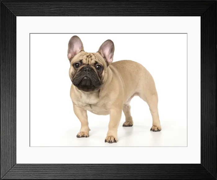 Framed Print : Picture No. 12009442 Framed Print : Picture No. 12009442