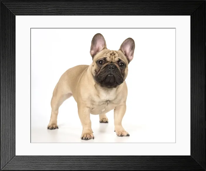 Framed Print : Picture No. 12009444 Framed Print : Picture No. 12009444
