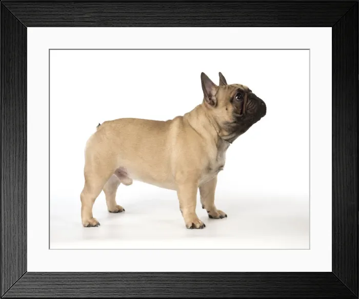 Framed Print : Picture No. 12009445 Framed Print : Picture No. 12009445