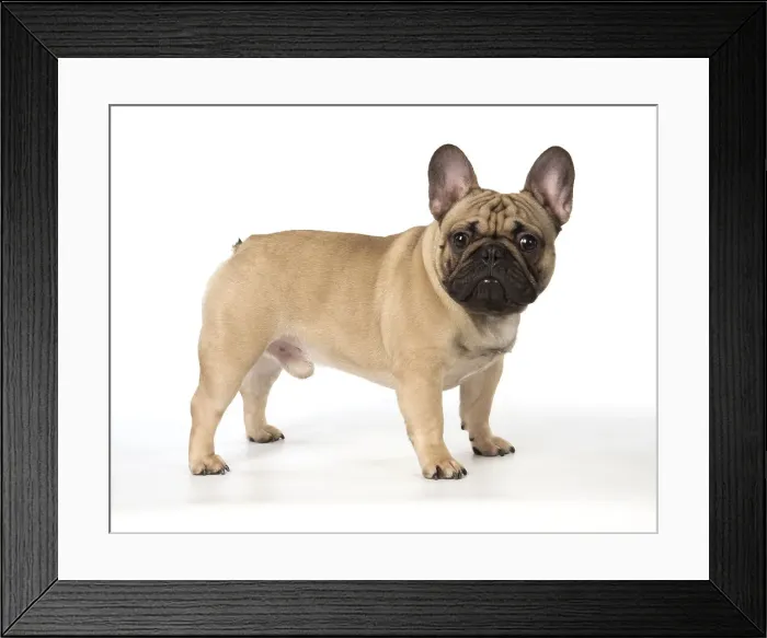 Framed Print : Picture No. 12009446 Framed Print : Picture No. 12009446