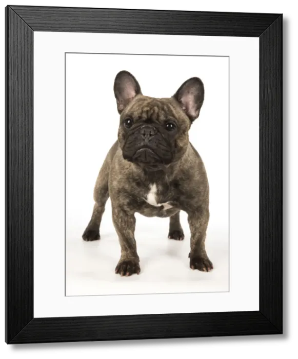 Framed Print : Picture No. 12009452 Framed Print : Picture No. 12009452