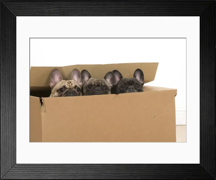 Framed Print : Picture No. 12009456