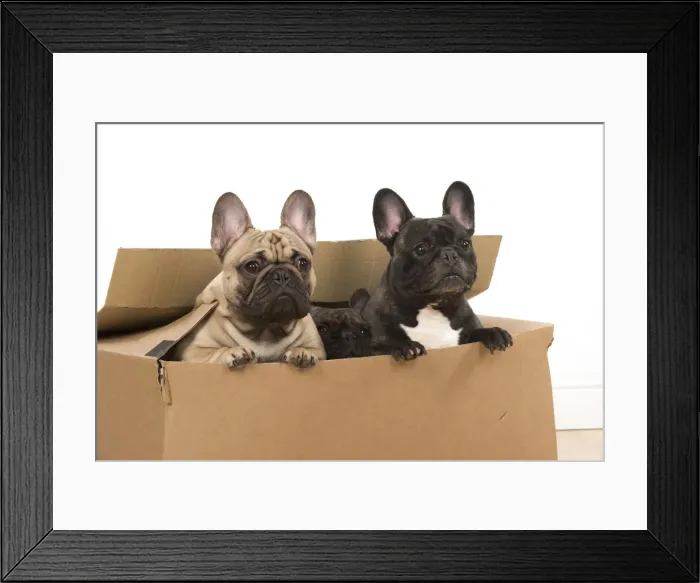 Framed Print : Picture No. 12009459 Framed Print : Picture No. 12009459