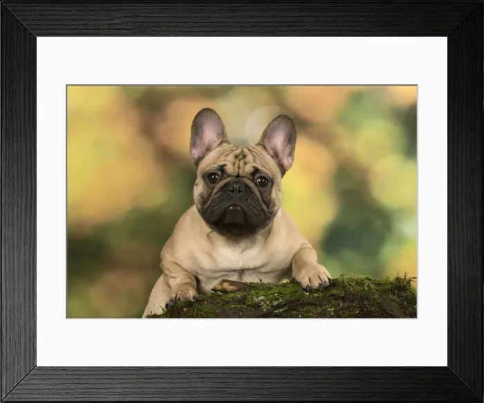 Framed Print : Picture No. 12009465 Framed Print : Picture No. 12009465