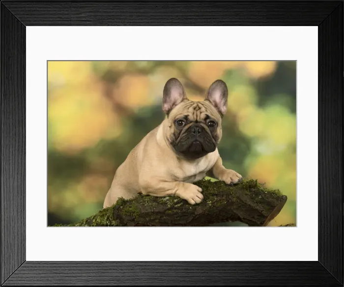 Framed Print : Picture No. 12009466 Framed Print : Picture No. 12009466