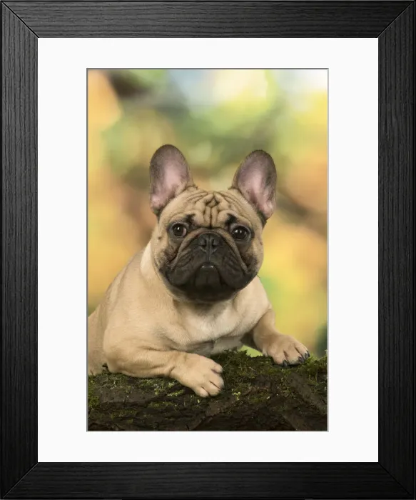 Framed Print : Picture No. 12009467 Framed Print : Picture No. 12009467