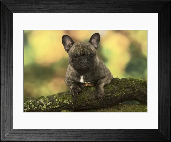 Framed Print : Picture No. 12009469 Framed Print : Picture No. 12009469